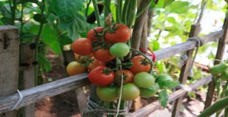 Küçükçekmeceliler Pazara Gitmiyor, Bahçeye İniyor