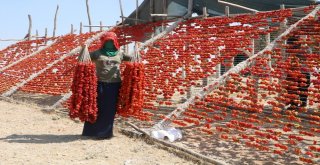 Aşırı Sıcaklıklar Bir Tek Onlara Yaradı