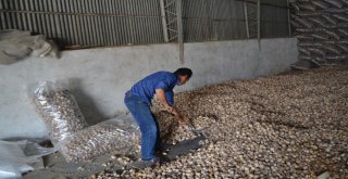 Şuhutta Haşhaş Kapsülü Hasadı