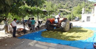 Silifkede Çilek Üreticileri Antep Fıstığına Yöneldi