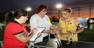 Köpekler Birincilik İçin Yarıştı