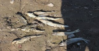 Avlamak İstedikleri Balıkları Karada Buldular