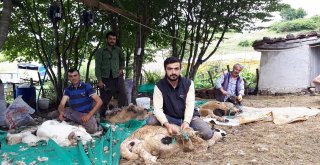 Orduda Kurban Bayramı Hazırlıkları