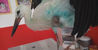 Yedaş Ekipleri Tarafından Bulunan Yaralı Leylek Tedavi Altına Alındı