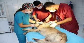 Tüfekle Vurulan Köpek Tedavi Altına Alındı