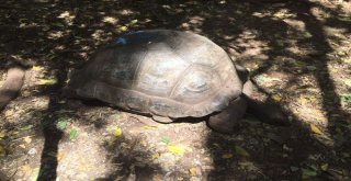Dev Kaplumbağaların Yuvası: Changuu Adası