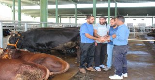 Bu Kurbanlık Pazarı Hem Alıcıları Hem De Satıcıları Memnun Ediyor