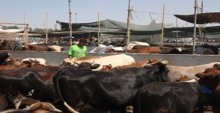 Konyada Kurbanlıklar Alıcılarını Bekliyor