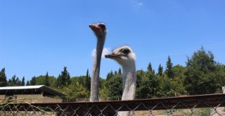 1,5 Ayda Yumurtadan Çıkıyor, Tanesi 500 Liradan Alıcı Buluyor