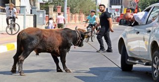 Kaçan Boğa, Aileye Bayramı Zehir Etti