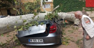 (Özel Haber) Devrilen 190 Yaşındaki Çınar Lüks Otomobili Hurdaya Çevirdi