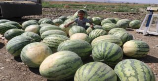 Onlarca Kiloluk Karpuzlar Görücüye Çıktı