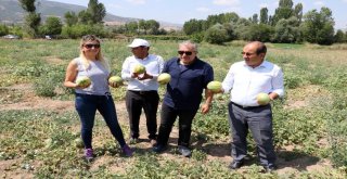 Muz Tadındaki Bağrıbütün Kavunun Hasadı Başladı