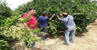 Kozan İlçe Tarım Müdürlüğünden Akdeniz Sineği İle Mücadele