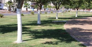 Şanlıurfada Ağaç Koruma Çalışmaları