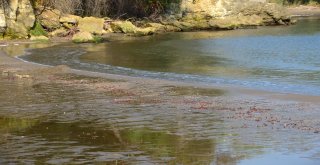 Orduda Sahile Fındık Vurmaya Devam Ediyor