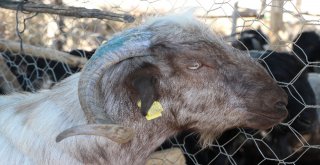 Arefe Günü Pazarlıklar Sıkılaştı