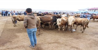 25 Bin Liralık Simental Dana Alana Biri Hediye