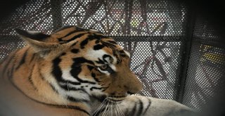 Turkish Cargo, Vahşi Doğanın Yırtıcılarını Bulutların Üzerine Taşıdı