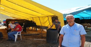 Çankırıda Kurbanlıklar Görücüye Çıktı