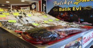 Bu Balık 800 Lira