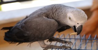 Cuma Namazına Giderken Bulduğu Papağanın Söyledikleri Karşısında Şoke Oldu