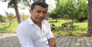 Bu Köpeği Bulana Antalyada Bir Hafta Tatil