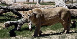 İki Haftada 23 Aslan Telef Oldu