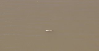 Balık Ölümleri Korkuttu