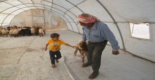 Suriyede Kesilen 5 Bin 357 Hisse Kurban İhtiyaç Sahiplerine Dağıtılıyor