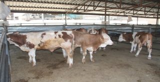 Elazığda Kurbanlıklar Pazara İndi