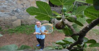 İncir Toplamada Karadeniz Zekası Konuştu