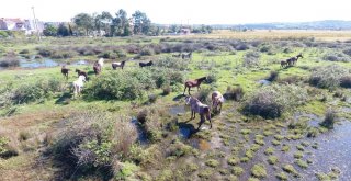 Drone Gören Atların Şaşkınlığı