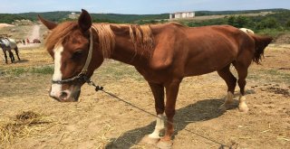Adaya Sokulmayan Atlar Kaderine Terk Edildi