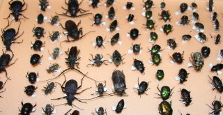 10 Yılda 100 Bin Böcek Toplayarak Böcek Müzesi Yaptılar