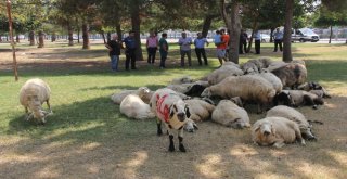 Kaçan Kurbanlık Koyunlar Sahibiyim Diyene Yediemin Olarak Verildi