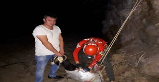 Akuttan Keçi Kurtarma Operasyonu