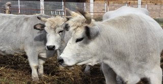 Klon Sığırlar Torunlarının Çocuklarını Gördü