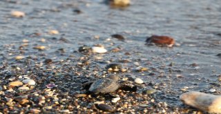 (Özel) Dünyanın Gözü Mersin Sahillerinde