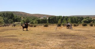 Solhanda Yöresel At Yarışları İle Çifte Kutlama