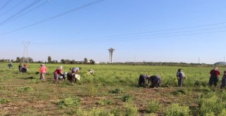 Düşen Rus Uçağı, Ona Para Olarak Geri Döndü
