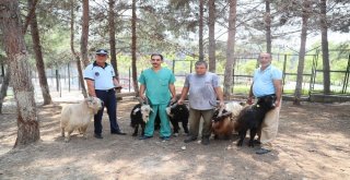 Kaçan Kurbanlıklar Bulunarak Sahibine Teslim Edildi