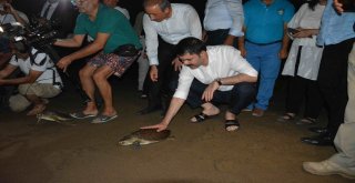 Bakan Kurum Caretta Carettaları Denizle Buluşturdu