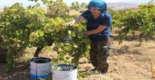 Bağ Bozumu  İşçilerin Ekmek Kapısı Oldu