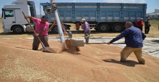 Muşta Buğday Satışı Başladı