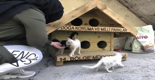 Hakkaride Kedi-Köpekler İçin Kulübeler Yapıldı