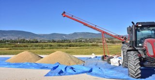 Boyabatta Çeltik Hasadı Başladı