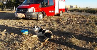 Tüfekle Vurulan Köpek Sulama Kanalında Mahsur Kaldı