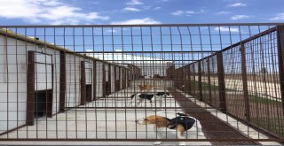 Eskişehirde Köpek Oteli Ve Çiftliği