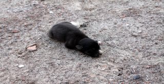 İtfaiyeden Yavru Köpek İçin Seferberlik